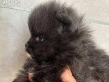 Chiot femelle Spitz Pomeranien non LOF noire à plastron blanc en vente