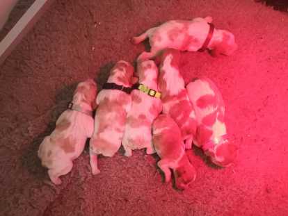 Chiots Épagneul Breton à vendre