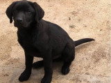 7 chiots Labrador noirs non LOF disponibles à la vente