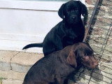 7 chiots Labrador noirs non LOF disponibles à la vente