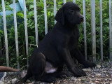 7 chiots Labrador noirs non LOF disponibles à la vente