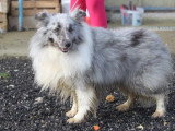 Saillie Chien de Berger des Shetland mâle LOF disponible
