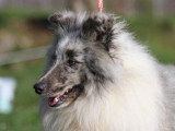 Saillie Chien de Berger des Shetland mâle LOF disponible