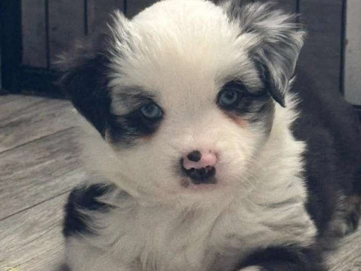 4 chiots Berger Américain Miniature mâles LOF nés février 2026 à vendre