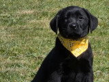 3 chiots femelles Retriever du Labrador à vendre LOF, nés en février 2026