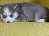 Portée de 5 chiots Pomsky non LOF février 2026 à vendre
