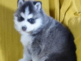 Portée de 5 chiots Pomsky non LOF février 2026 à vendre