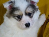 Portée de 5 chiots Pomsky non LOF février 2026 à vendre