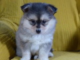 Portée de 5 chiots Pomsky non LOF février 2026 à vendre
