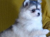 Portée de 5 chiots Pomsky non LOF février 2026 à vendre