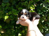 4 chiots Cavalier King Charles tricolores mâles LOF nés février 2026 à vendre