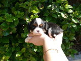 4 chiots Cavalier King Charles tricolores mâles LOF nés février 2026 à vendre