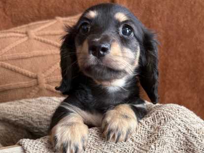 Chiot Teckel miniature à poil long CCC à vendre