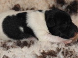 Chiots Fox Terrier à poil lisse LOF disponibles