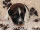 Chiots femelles Fox Terrier  poil lisse LOF disponibles