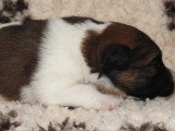 Chiots femelles Fox Terrier  poil lisse LOF disponibles