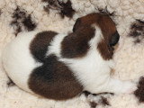 Chiots femelles Fox Terrier  poil lisse LOF disponibles