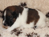 Chiots femelles Fox Terrier  poil lisse LOF disponibles
