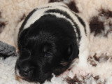 Chiots femelles Fox Terrier  poil lisse LOF disponibles