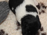 Chiots femelles Fox Terrier  poil lisse LOF disponibles