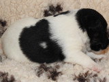 Chiots femelles Fox Terrier  poil lisse LOF disponibles