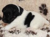 Chiots femelles Fox Terrier  poil lisse LOF disponibles