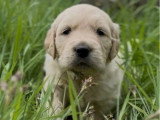 Portée de 5 chiots Golden Retriever LOF nés en mars 2026 à vendre