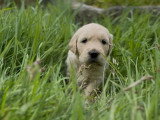 Portée de 5 chiots Golden Retriever LOF nés en mars 2026 à vendre
