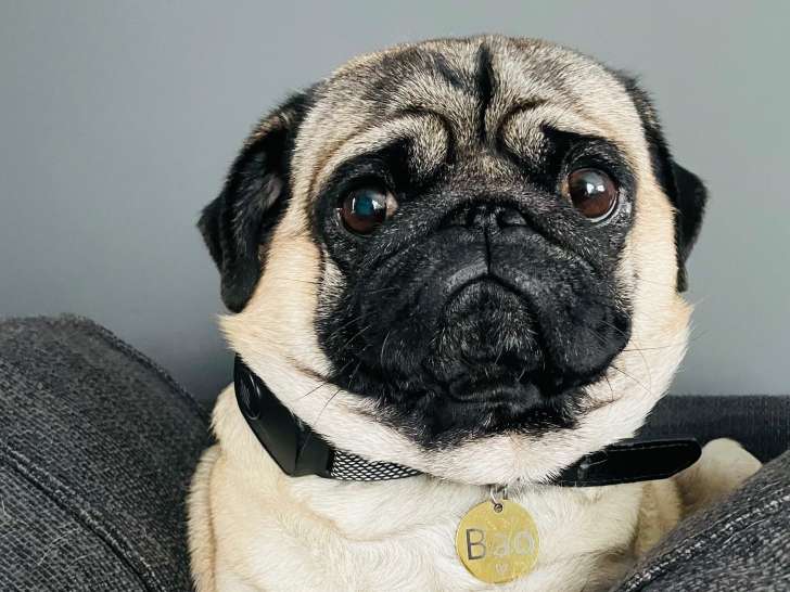 Mâle Carlin disponible pour saillie