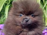 Chiot Spitz Nain mâle LOF né janvier 2026 disponible