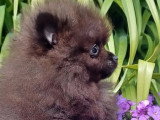 Chiot Spitz Nain mâle LOF né janvier 2026 disponible