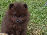 Chiot Spitz Nain mâle LOF né janvier 2026 disponible