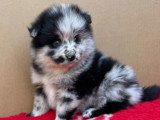 Chiot Spitz Nain Pomeranien mâle bleu merle non LOF à vendre