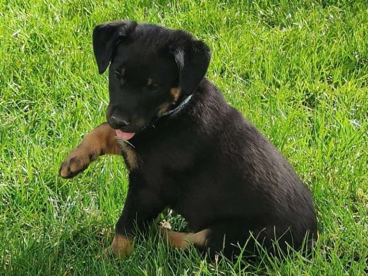 Réservation 7 chiots Berger de Beauce noir et feu LOF de mars 2026