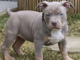 2 chiots femelles Bully Pocket Standard tricolore lilac non LOF