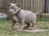 2 chiots femelles Bully Pocket Standard tricolore lilac non LOF