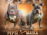 2 chiots femelles Bully Pocket Standard tricolore lilac non LOF