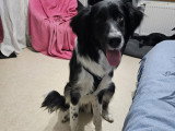 Magnifique jeune Border Collie à adopter en association