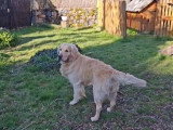 Mâle Golden Retriever disponible pour saillie