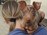 Chiot Pinscher Nain mâle merle chocolat de janvier 2026 à vendre non LOF