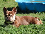 Bouledogue Français mâle red tan 2 ans à vendre non LOF