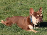 Bouledogue Français mâle red tan 2 ans à vendre non LOF
