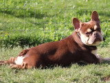 Bouledogue Français mâle red tan 2 ans à vendre non LOF