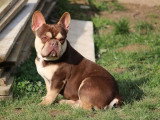 Bouledogue Français mâle red tan 2 ans à vendre non LOF