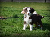 Chiots Berger Australien à vendre
