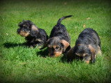 Chiots Teckel à poil dur à vendre