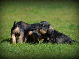 Chiots Teckel à poil dur à vendre