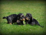Chiots Teckel à poil dur à vendre
