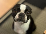 Femelle Boston Terrier disponible pour saillie