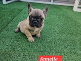 4 chiots Bouledogue Français fauves non LOF février 2026 à vendre